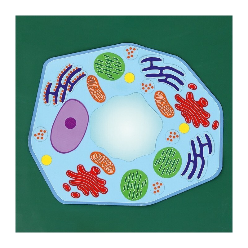 Kreatywnie na lekcji biologii
