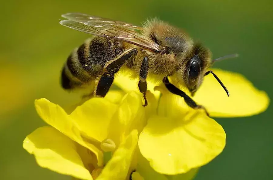 Posadź KLON, pomóż pszczołom